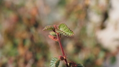 Acalypha californica