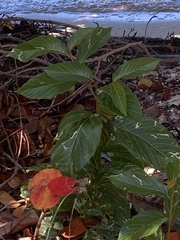 Colubrina arborescens