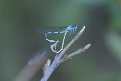 Enallagma annexum
