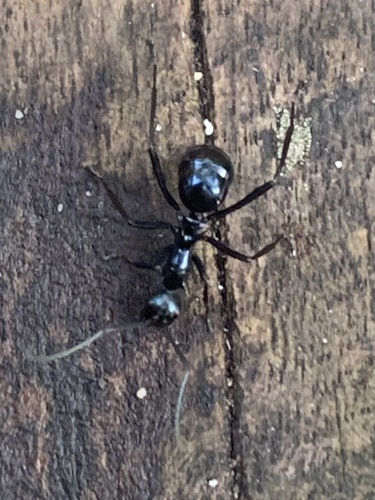 Polyrhachis venusPolyrhachis venus
