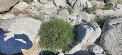 Fagonia laevis