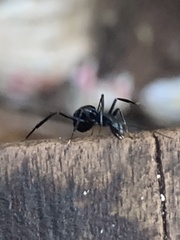 Polyrhachis venus