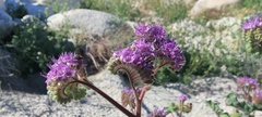Phacelia pedicellata