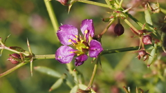 Fagonia laevis