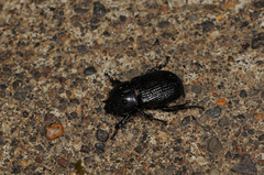 Phileurini