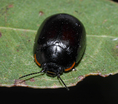 Paropsisterna giachinoi