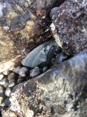 Haliotis cracherodii