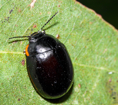 Paropsisterna giachinoi