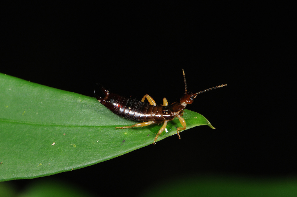 Euborellia ambigua