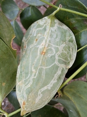 Marmara smilacisella