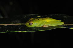 Boana rufitela