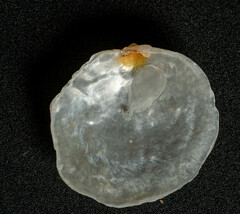 Heteranomia squamula