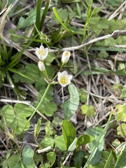 Nothoscordum bivalve