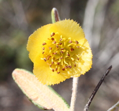Siegfriedia darwinioides