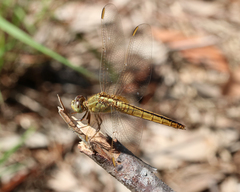 Crocothemis nigrifrons