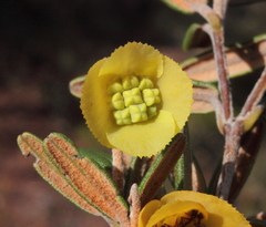 Siegfriedia darwinioides