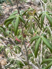 Aesculus pavia
