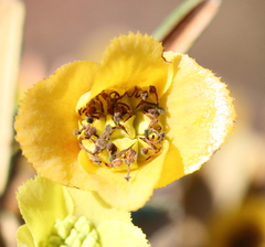 Siegfriedia darwinioides