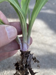 Tradescantia gigantea