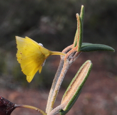 Siegfriedia darwinioides