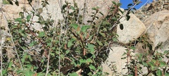 Acalypha californica