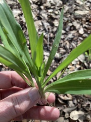 Tradescantia gigantea