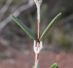 Siegfriedia darwinioides