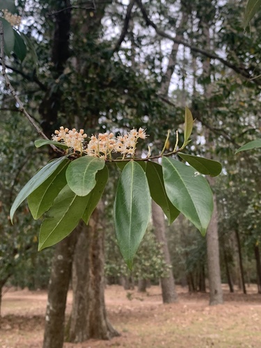Prunus caroliniana
