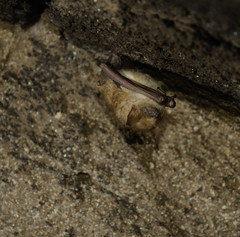 Cape Hairy Bat photo 3