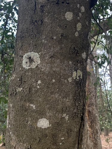 Prunus caroliniana