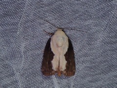 Tathothripa continua