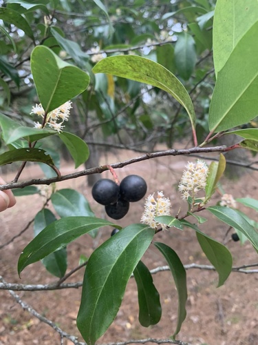 Prunus caroliniana