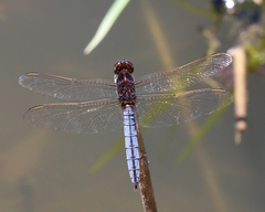 Crocothemis nigrifrons