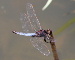 Crocothemis nigrifrons