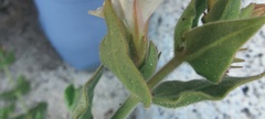 Mirabilis tenuiloba
