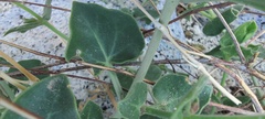 Mirabilis tenuiloba