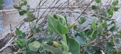 Mirabilis tenuiloba