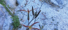 Lyrocarpa coulteri