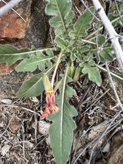 Oenothera primiveris