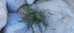 Mirabilis tenuiloba