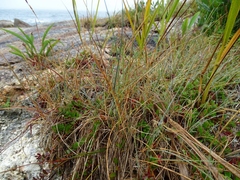 Festuca rubra rubra