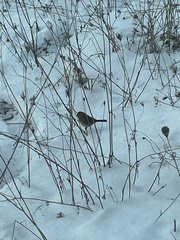 Junco hyemalis image