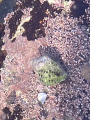 Acanthinucella
