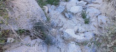 Lyrocarpa coulteri