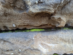 Chrysothrix xanthina