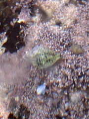Acanthinucella