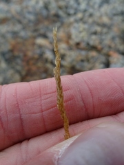 Festuca rubra rubra