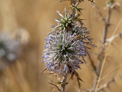 Echinops adenocaulos
