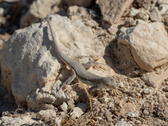 Acanthodactylus schreiberi