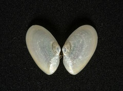 Ameritella agilis